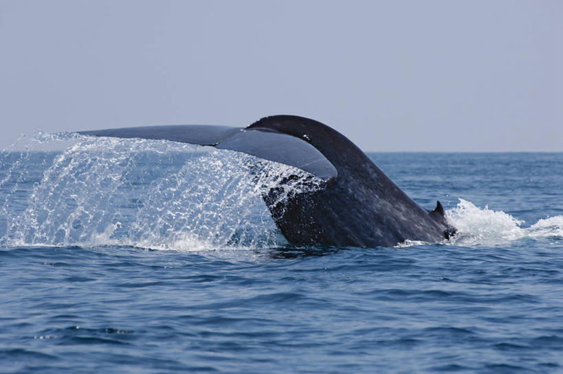 无人,横图,室外,白天,海洋,野生动物,斯里兰卡,尾鳍,动物,摄影,鲸,印度洋,蓝鲸,彩图