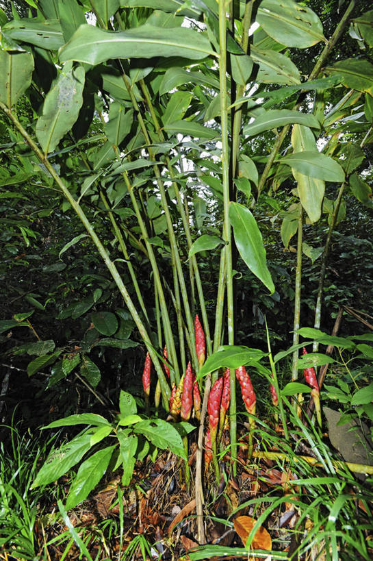 无人,竖图,室外,白天,森林,叶子,马来西亚,亚洲,云,花,自然,摄影,东南亚,婆罗洲岛,马来西亚联邦,沙巴州,彩图,姜科