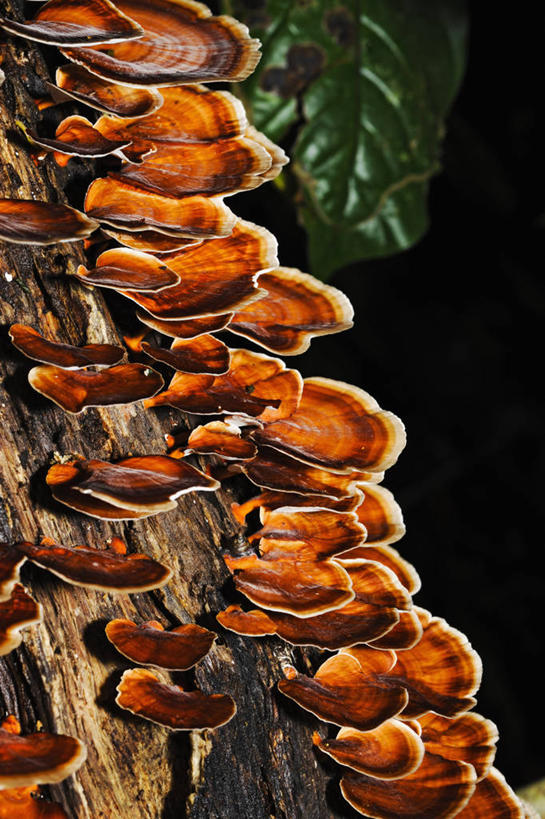 无人,竖图,室外,特写,马来西亚,亚洲,树,树干,自然,橙色,摄影,东南亚,生活方式,腐烂,真菌,婆罗洲岛,马来西亚联邦,沙巴州,彩图