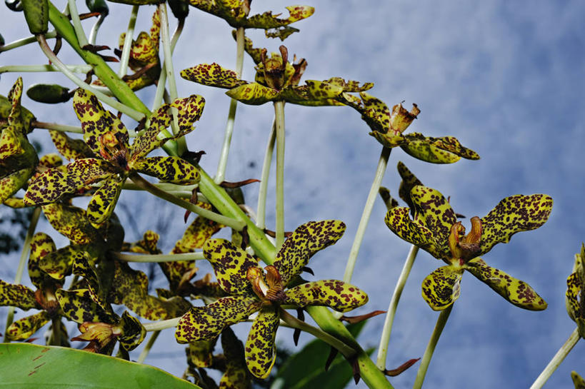 无人,横图,室外,特写,白天,马来西亚,亚洲,花,花瓣,自然,摄影,东南亚,婆罗洲岛,马来西亚联邦,沙巴州,兰花,彩图