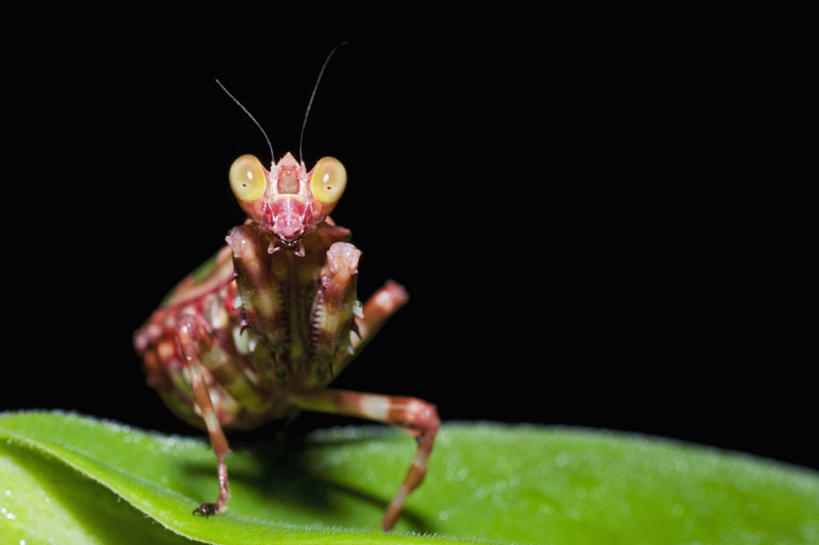 无人,横图,室外,特写,正面,野生动物,叶子,马来西亚,亚洲,科学,昆虫,螳螂,自然,动物,摄影,东南亚,婆罗洲岛,马来西亚联邦,沙巴州,彩图