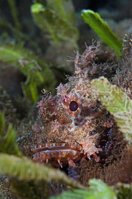 无人,竖图,水下,科学,鱼类,动物,摄影,鲉,穗,彩图,东帝汶民主共和国