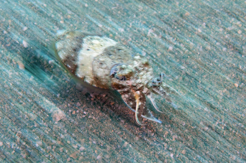 无人,横图,运动模糊,水下,科学,沙子,动物,摄影,墨鱼,彩图,东帝汶民主共和国