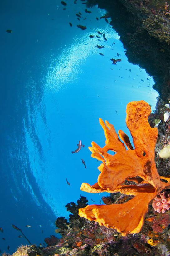 无人,竖图,白天,水下,海洋,科学,海绵,珊瑚,蓝色,动物,橙色,摄影,暗礁,彩图,管状海绵,东帝汶民主共和国