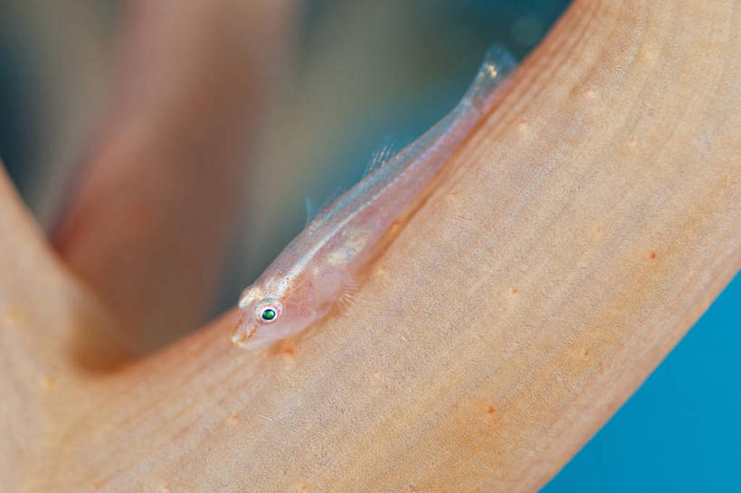 无人,横图,水下,科学,珊瑚,鱼类,粉色,动物,摄影,软珊瑚,彩图,东帝汶民主共和国