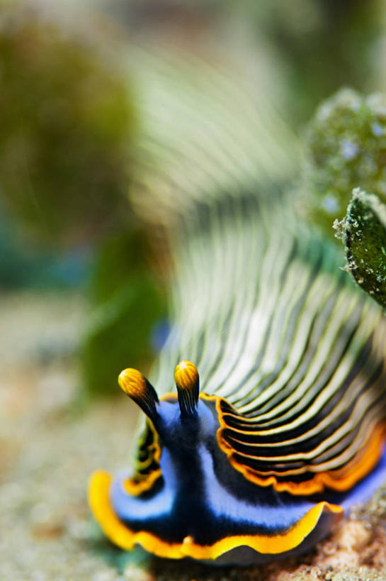 无人,竖图,特写,水下,条纹,科学,海蛞蝓,贝类,海洋生物,黄色,蓝色,动物,摄影,软体动物,海兔,水生动物,水生物,海底动物,海兔螺,彩图,东帝汶民主共和国