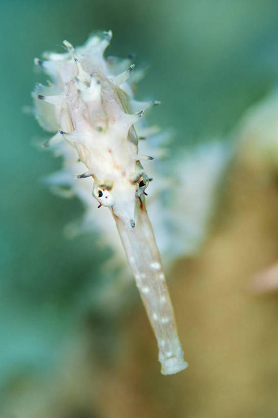 无人,竖图,特写,水下,科学,鱼类,动物,摄影,海马,彩图,海马体,东帝汶民主共和国