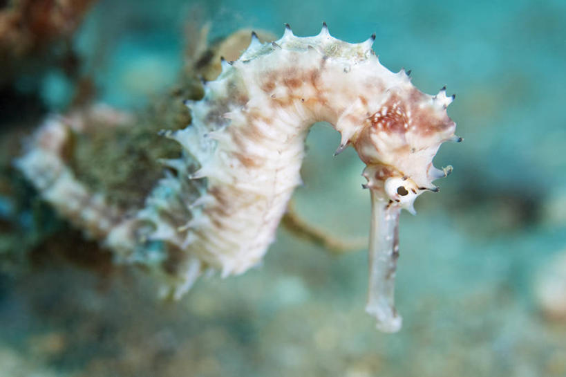 无人,横图,特写,侧面,水下,科学,鱼类,动物,摄影,海马,彩图,海马体,东帝汶民主共和国