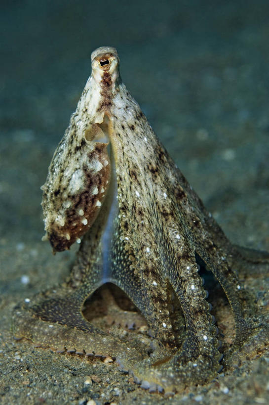 无人,竖图,特写,侧面,水下,章鱼,科学,动物,摄影,头足类动物,彩图,东帝汶民主共和国