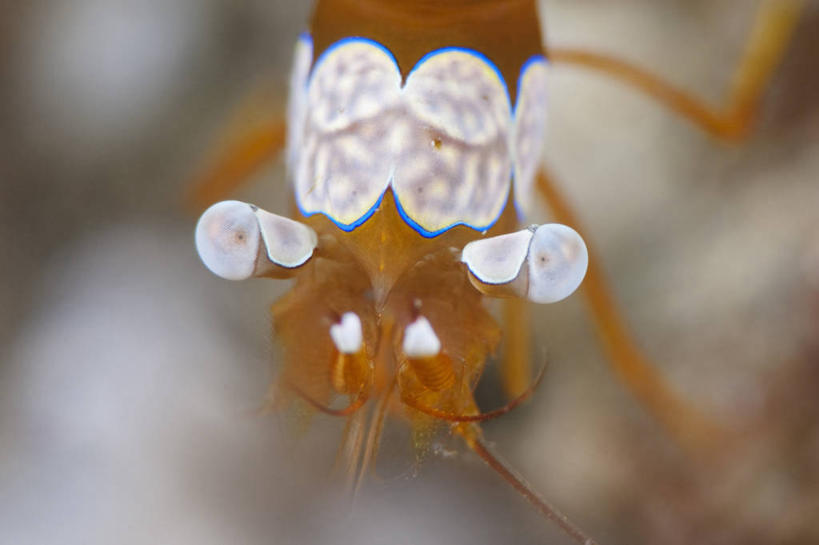 无人,横图,特写,水下,科学,虾,动物,摄影,彩图,东帝汶民主共和国