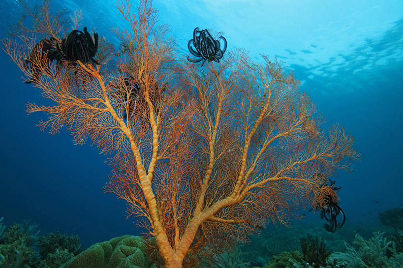 无人,横图,白天,水下,科学,海洋生物,无脊椎动物,动物,橙色,摄影,腔肠动物,柳珊瑚,水生动物,水生物,棘皮动物,海底动物,海百合,珊瑚虫,石帆,海团扇,彩图,东帝汶民主共和国