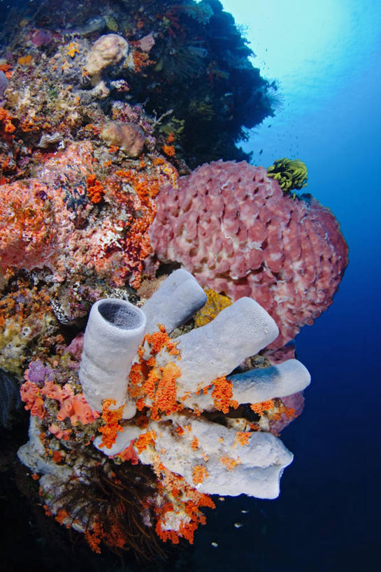 无人,竖图,白天,水下,科学,海绵,珊瑚,动物,摄影,暗礁,彩图,管状海绵,桶状海绵,东帝汶民主共和国