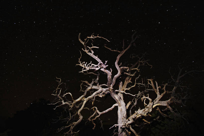 无人,横图,室外,夜晚,沙漠,星星,树,摄影,怪异,陷阱,拱门国家公园,犹他,彩图