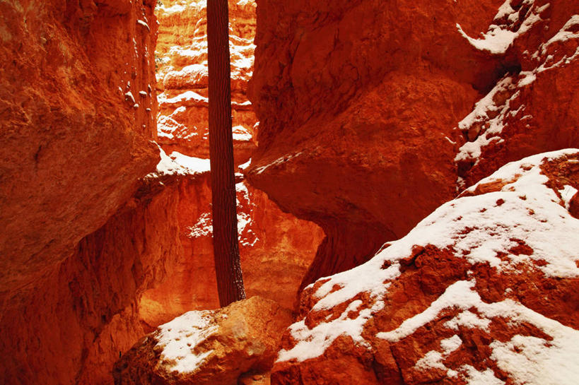 无人,横图,室外,白天,沙漠,雪,松树,树,红色,摄影,犹他,布莱斯峡谷国家公园,松木,彩图