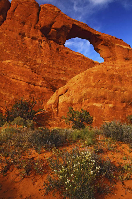 无人,竖图,室外,白天,沙漠,花,红色,摄影,岩层,拱门国家公园,犹他,岩石,彩图