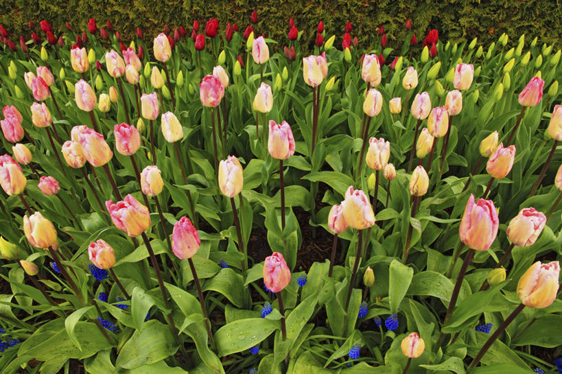 无人,横图,室外,白天,郁金香,花,摄影,华盛顿州,葡萄风信子,彩图