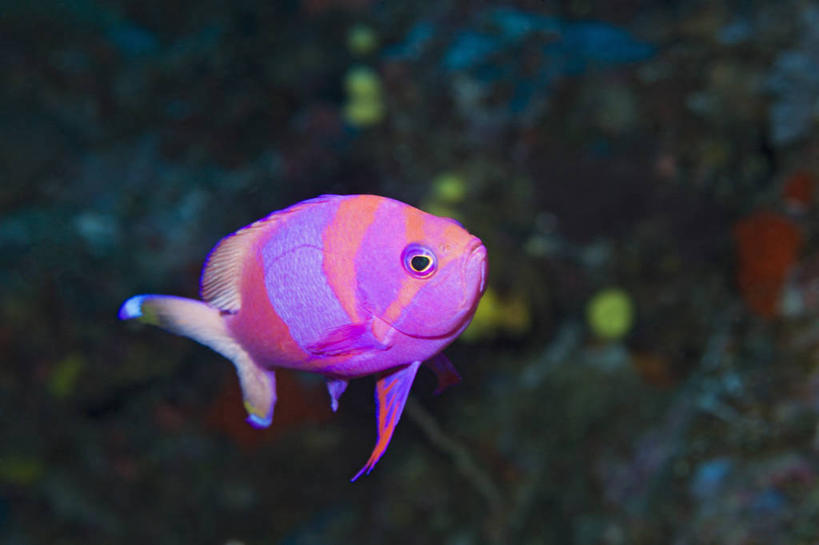 无人,横图,水下,海洋,野生动物,斐济,珊瑚,鱼类,动物,摄影,热带气候,南太平洋,彩图,水肺潜水