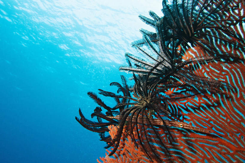 无人,横图,特写,水下,海洋,热带鱼,斐济,环保,珊瑚,鱼类,海洋生物,无脊椎动物,粉色,黑色,动物,橙色,摄影,能源,腔肠动物,环境,回收,资源,热带气候,柳珊瑚,水生动物,水生物,棘皮动物,利用,低碳,海底动物,循环,持续,南太平洋,海百合,珊瑚虫,石帆,剃刀鱼,海团扇,彩图,水肺潜水