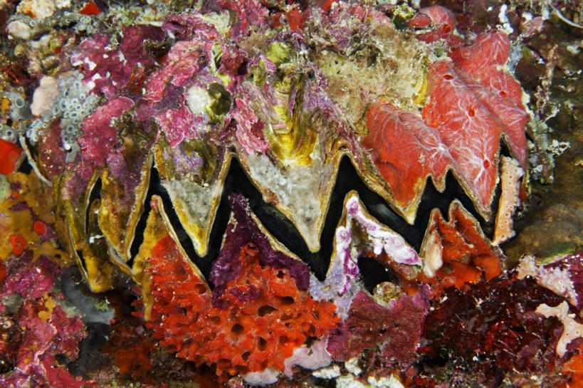 无人,横图,特写,微距,水下,海洋,马尔代夫,红色,蛤,摄影,热带气候,印度洋,甲壳动物,巨蛤,彩图