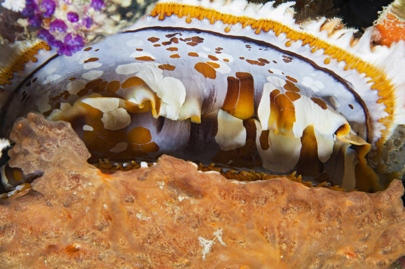 无人,横图,特写,微距,水下,海洋,马尔代夫,橙色,摄影,热带气候,印度洋,甲壳动物,彩图