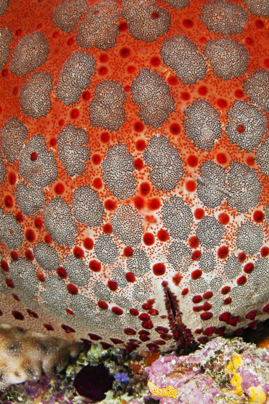 无人,竖图,特写,微距,水下,海洋,马尔代夫,橙色,摄影,热带气候,印度洋,彩图