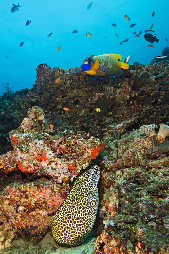 无人,竖图,水下,海洋,热带鱼,野生动物,马尔代夫,珊瑚,斑点,鱼类,无脊椎动物,动物,摄影,隐藏,热带气候,印度洋,咸水鳗,彩图,水肺潜水