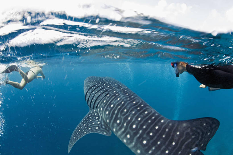 横图,神秘,水下,海洋,热带鱼,马尔代夫,鱼类,刺激,摄影,巨大,庞大,热带气候,印度洋,浮潜,宏大,硕大,伟大,鲸鲨,彩图,水肺潜水
