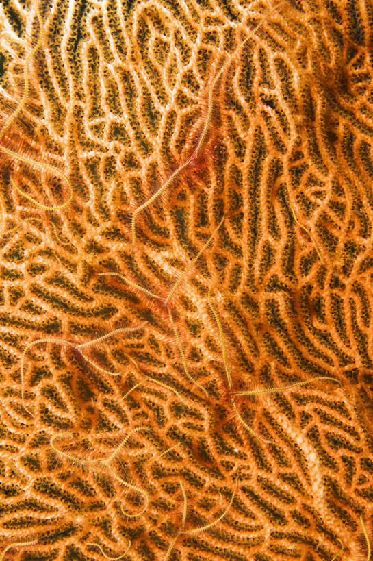 无人,竖图,特写,微距,水下,海洋,野生动物,马尔代夫,珊瑚,海洋生物,无脊椎动物,粉色,动物,橙色,摄影,腔肠动物,热带气候,印度洋,柳珊瑚,珊瑚虫,石帆,海团扇,彩图