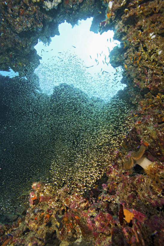 无人,竖图,白天,水下,海洋,野生动物,马尔代夫,开,珊瑚,光,鱼类,无脊椎动物,动物,摄影,热带气候,印度洋,彩图,水肺潜水,动物学