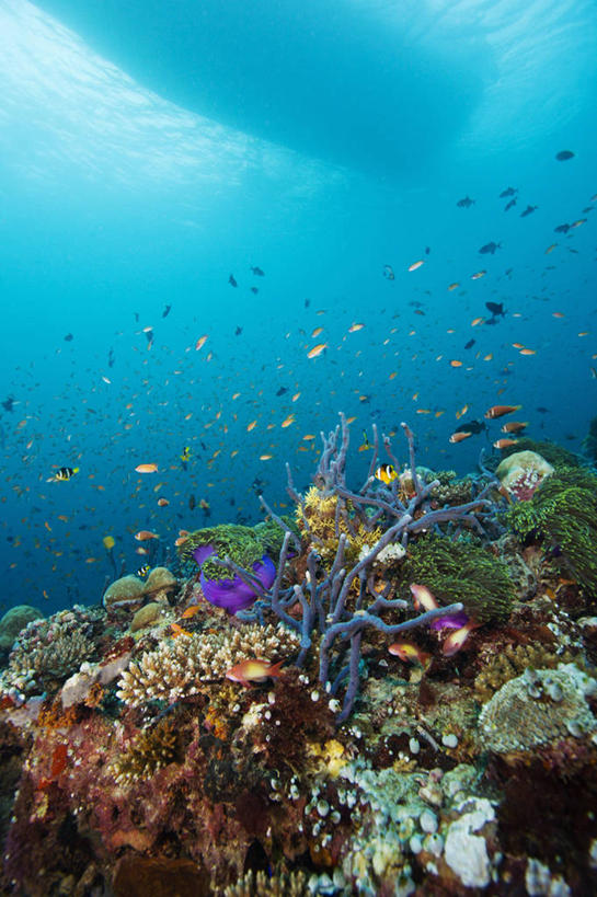 无人,竖图,水下,海洋,船,热带鱼,野生动物,马尔代夫,阴影,珊瑚,鱼类,无脊椎动物,蓝色,动物,摄影,热带气候,印度洋,彩图,水肺潜水