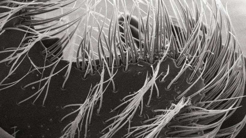 无人,横图,黑白,仪器,检查,反射,分析,科学,昆虫,显微镜,观察,清晰,探索,摄影,放大,观看,仔细,死亡,透镜,凸透镜,聚焦,关注,甲虫,节肢动物,光学,清楚,扫描电镜,扫描电子显微镜