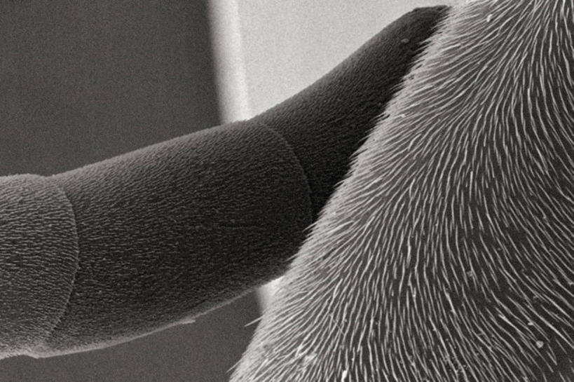 无人,横图,黑白,仪器,蜜蜂,检查,反射,分析,科学,昆虫,显微镜,观察,清晰,探索,摄影,放大,观看,仔细,死亡,透镜,凸透镜,聚焦,关注,节肢动物,光学,清楚,鞭毛,马蜂,扫描电镜,扫描电子显微镜