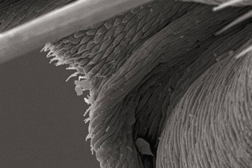 无人,横图,黑白,仪器,蜜蜂,检查,反射,分析,科学,昆虫,显微镜,观察,清晰,探索,摄影,放大,观看,爪,仔细,死亡,透镜,凸透镜,聚焦,关注,节肢动物,光学,清楚,跗骨,马蜂,扫描电镜,扫描电子显微镜