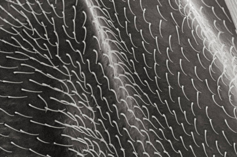 无人,横图,黑白,仪器,蚊子,检查,反射,分析,科学,昆虫,显微镜,观察,清晰,探索,摄影,放大,观看,仔细,死亡,透镜,胸腔,凸透镜,聚焦,关注,节肢动物,光学,害虫,清楚,扫描电镜,扫描电子显微镜