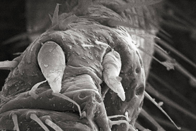 无人,横图,黑白,仪器,检查,反射,分析,科学,昆虫,显微镜,观察,清晰,探索,摄影,放大,观看,仔细,死亡,透镜,凸透镜,聚焦,关注,节肢动物,亚特兰大,光学,清楚,白蚁,扫描电镜,扫描电子显微镜