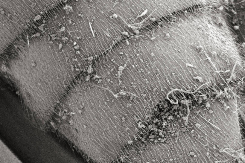 无人,横图,黑白,仪器,检查,反射,分析,科学,昆虫,显微镜,观察,清晰,探索,摄影,放大,观看,仔细,透镜,凸透镜,聚焦,关注,节肢动物,比例,光学,清楚,扫描电镜,扫描电子显微镜