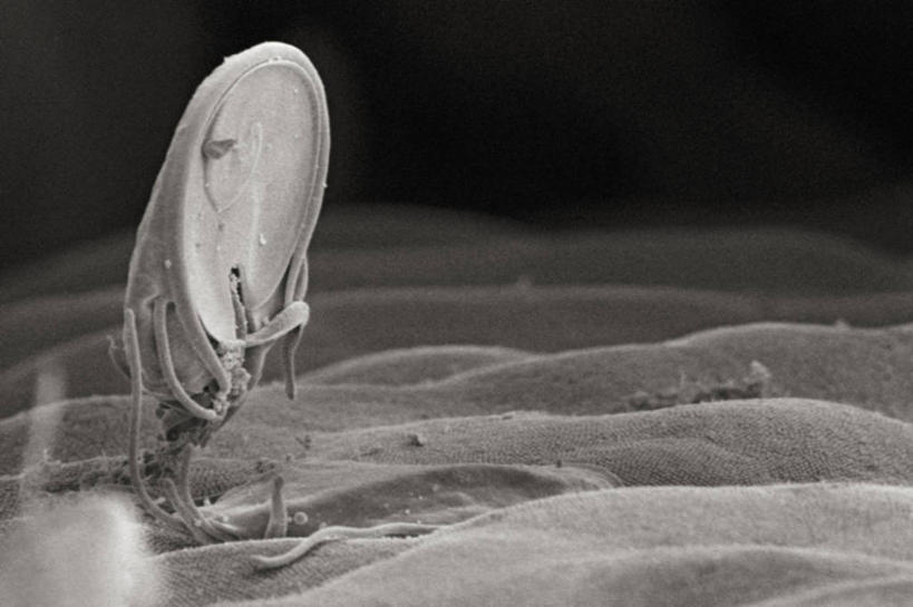 无人,横图,黑白,仪器,检查,反射,分析,科学,显微镜,无脊椎动物,动物,观察,生病,清晰,探索,摄影,放大,观看,仔细,透镜,凸透镜,聚焦,关注,光学,清楚,寄生虫,贾第虫,贾第虫病,原生动物,扫描电镜,扫描电子显微镜,蓝伯贾第虫,蓝氏贾第鞭毛虫,蓝氏贾第虫