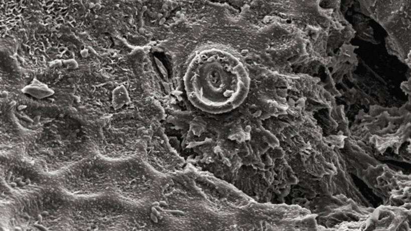 无人,横图,黑白,瓜,食品,摄影,白兰瓜,肌理