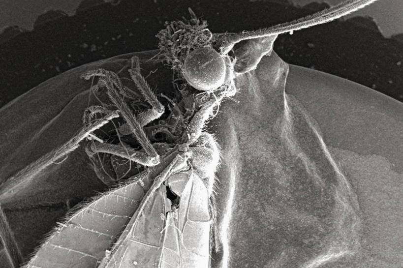 无人,横图,黑白,侧面,仪器,检查,反射,分析,科学,昆虫,显微镜,观察,清晰,探索,摄影,放大,观看,仔细,透镜,胸腔,凸透镜,聚焦,关注,节肢动物,光学,清楚,复眼,扫描电镜,扫描电子显微镜