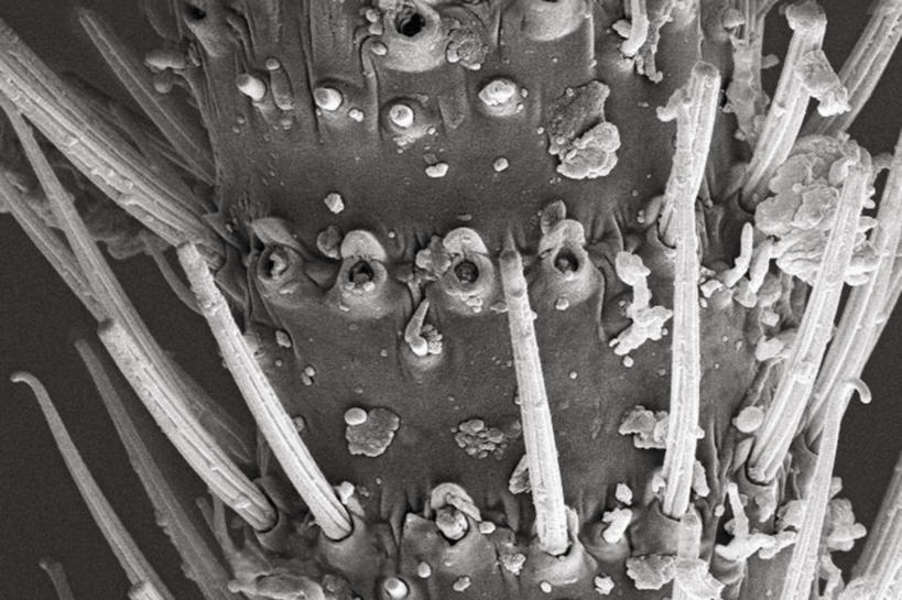 无人,横图,黑白,仪器,检查,反射,分析,科学,昆虫,显微镜,观察,清晰,探索,摄影,放大,观看,仔细,透镜,凸透镜,聚焦,关注,节肢动物,花粉,粒子,光学,清楚,扫描电镜,扫描电子显微镜