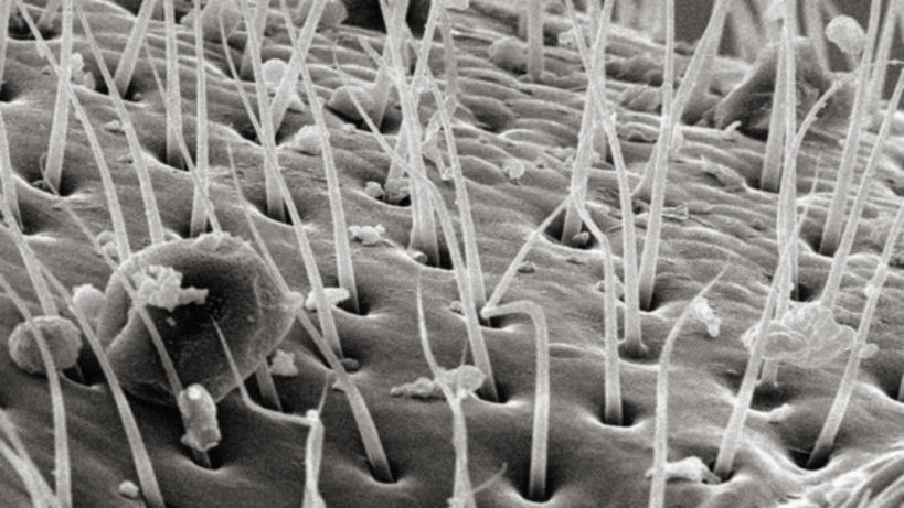 无人,横图,黑白,仪器,贝壳,检查,反射,分析,科学,昆虫,显微镜,观察,清晰,探索,摄影,放大,观看,仔细,透镜,凸透镜,聚焦,关注,节肢动物,光学,清楚,扫描电镜,扫描电子显微镜