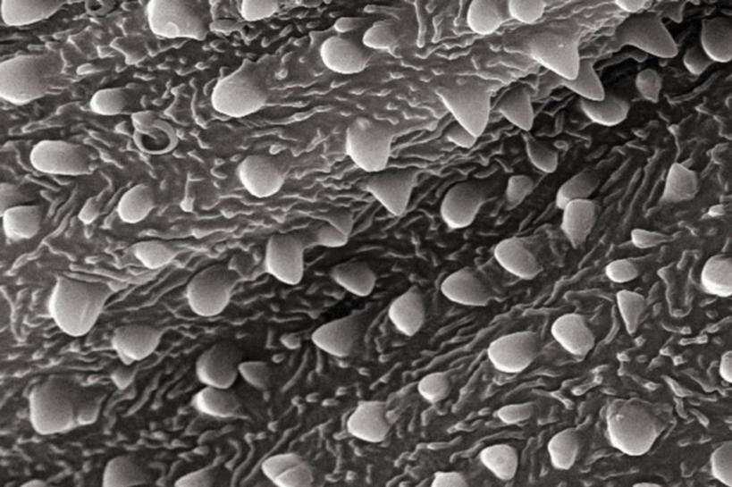 无人,横图,黑白,仪器,贝壳,检查,反射,分析,科学,昆虫,显微镜,观察,清晰,探索,摄影,放大,观看,仔细,透镜,凸透镜,聚焦,关注,荆棘,节肢动物,光学,清楚,淋巴结,扫描电镜,扫描电子显微镜,韧性