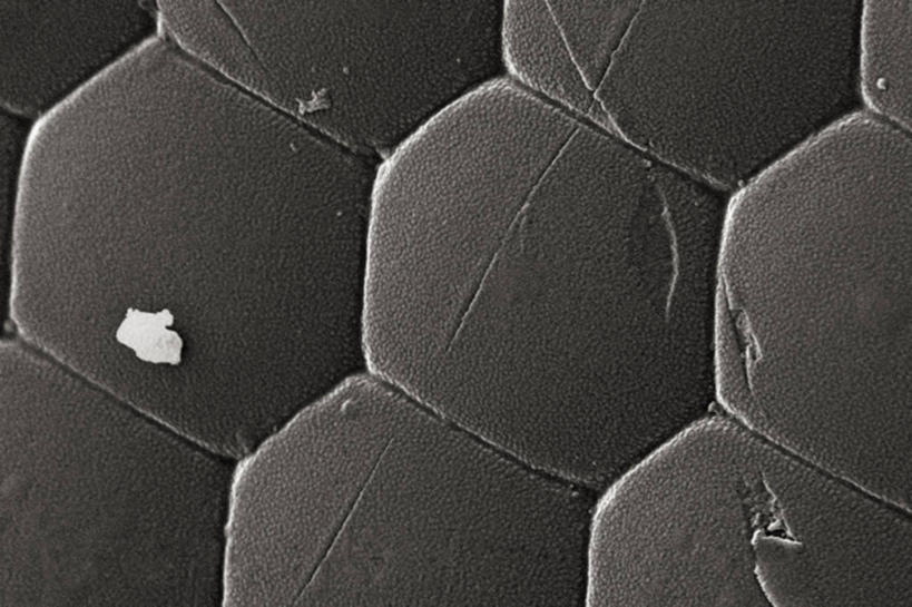 无人,横图,黑白,仪器,蜜蜂,检查,反射,分析,科学,昆虫,六边形,显微镜,观察,清晰,探索,摄影,放大,观看,仔细,透镜,凸透镜,聚焦,关注,节肢动物,光学,清楚,复眼,扫描电镜,扫描电子显微镜