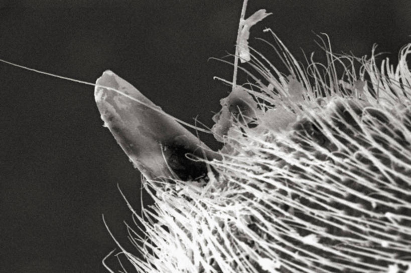 无人,横图,黑白,仪器,蜜蜂,检查,反射,分析,科学,昆虫,显微镜,观察,清晰,探索,摄影,放大,观看,仔细,透镜,有毒物质,凸透镜,聚焦,关注,节肢动物,过敏,光学,清楚,螫针,扫描电镜,扫描电子显微镜,带刺铁丝网