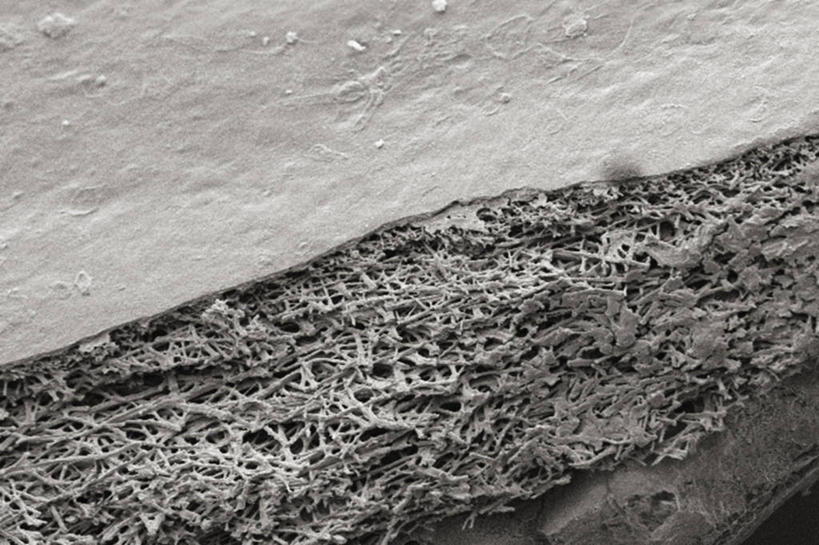 无人,横图,黑白,室内,仪器,检查,反射,分析,科学,显微镜,膜,观察,清晰,探索,摄影,放大,观看,仔细,透镜,凸透镜,聚焦,关注,表皮,影片,光学,清楚,扫描电镜,扫描电子显微镜