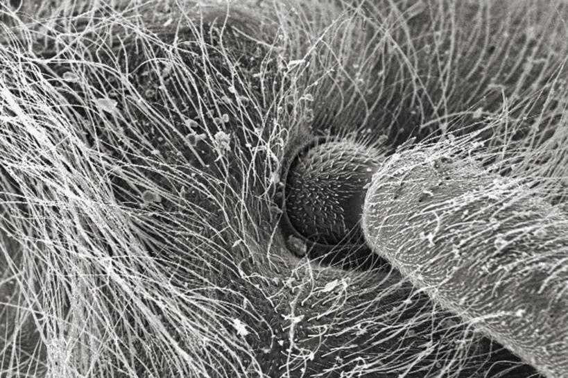 无人,横图,黑白,仪器,蜜蜂,检查,反射,分析,科学,昆虫,显微镜,动物,观察,清晰,探索,摄影,放大,观看,仔细,透镜,凸透镜,聚焦,关注,节肢动物,益虫,光学,清楚,鞭毛,扫描电镜,扫描电子显微镜