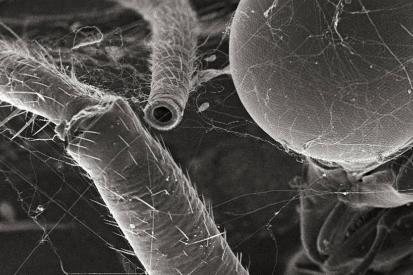 无人,横图,黑白,仪器,贝壳,检查,反射,分析,科学,蜻蜓,昆虫,显微镜,洞,观察,清晰,探索,摄影,放大,观看,仔细,透镜,凸透镜,聚焦,关注,光学,清楚,内腔,豆娘,复眼,祖母绿,扫描电镜,扫描电子显微镜