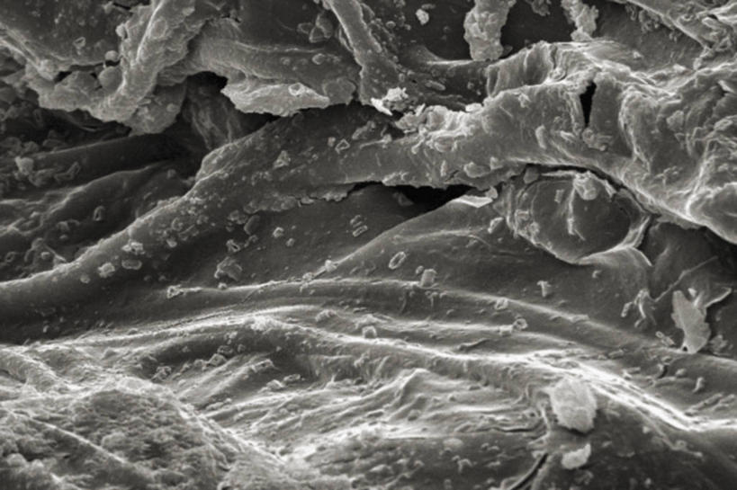 无人,横图,黑白,仪器,蜜蜂,检查,反射,分析,科学,昆虫,显微镜,观察,清晰,探索,摄影,放大,观看,仔细,透镜,凸透镜,聚焦,关注,蜂箱,光学,清楚,扫描电镜,扫描电子显微镜