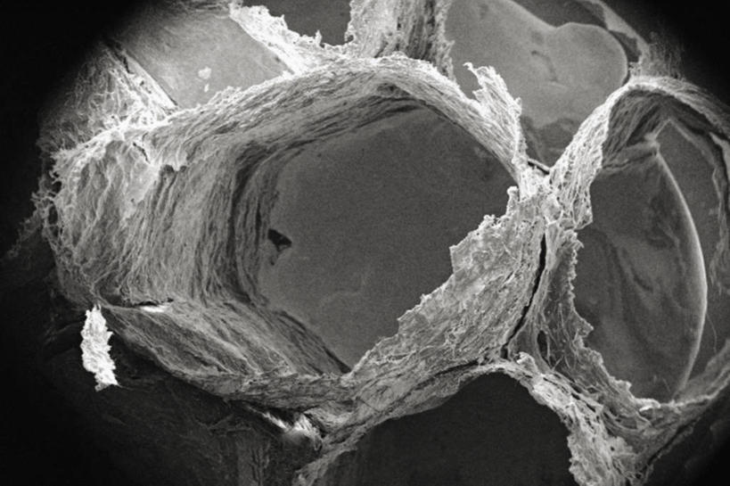 无人,横图,黑白,仪器,蜜蜂,检查,反射,分析,科学,昆虫,六边形,显微镜,纸,层次,观察,清晰,探索,摄影,放大,观看,仔细,纤维,透镜,凸透镜,聚焦,关注,蜂箱,光学,清楚,扫描电镜,扫描电子显微镜