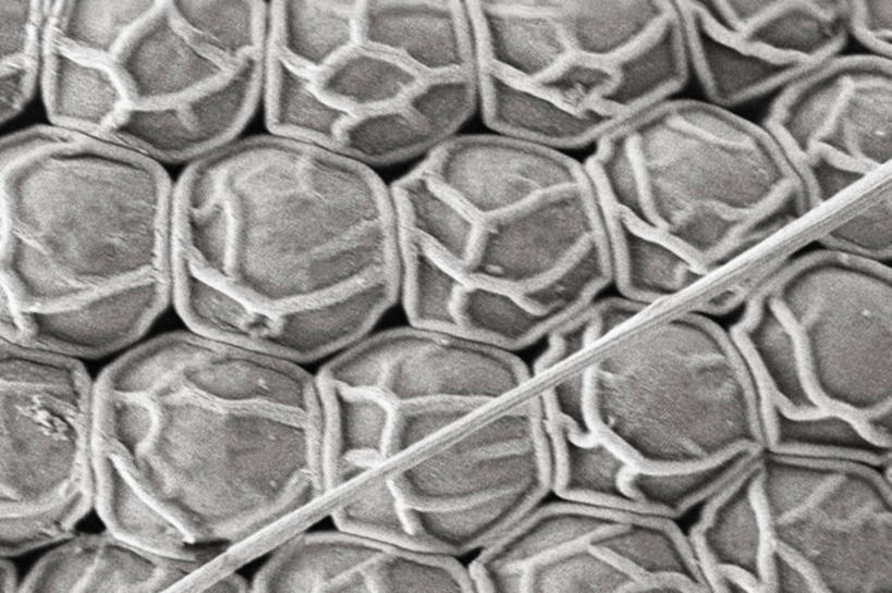 无人,横图,黑白,仪器,蚊子,检查,反射,分析,科学,昆虫,显微镜,观察,清晰,探索,摄影,放大,观看,仔细,透镜,凸透镜,聚焦,关注,光学,害虫,清楚,复眼,扫描电镜,扫描电子显微镜